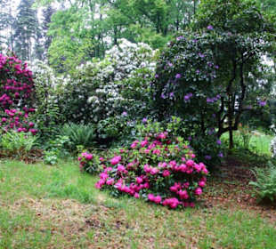 Rhododendron in voller Blüte