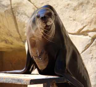 Seelöwen Show