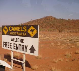 Camel Farm