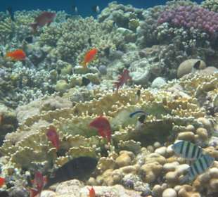 Bunte Fische am Blue Hole