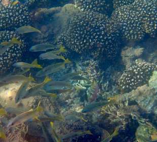 Unterwasserwelt Musandam