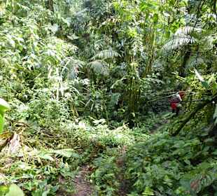 Wanderung durch den Nebelwald/Regenwald