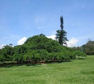 Botanischer Garten, 6 km südlich von Kandy