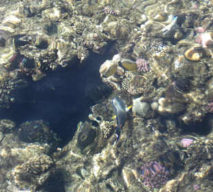 Hausriff mit Fischen