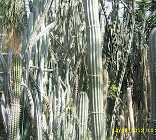 Palmiarnia w Poznaniu.