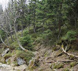 Berg Schneekoppe/Śnieżka