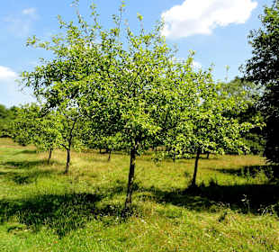 Streuobstwiese in der Dönche