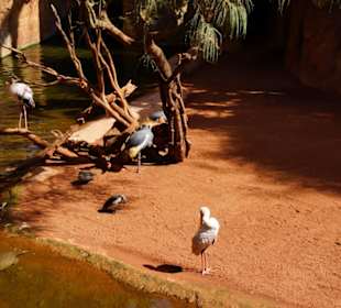 Schöner Stadt Zoo Fuengirola