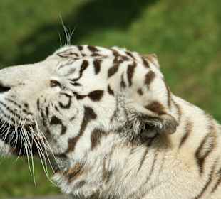 Kameltheater & Weißer Hof