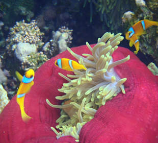 Anemonenfische