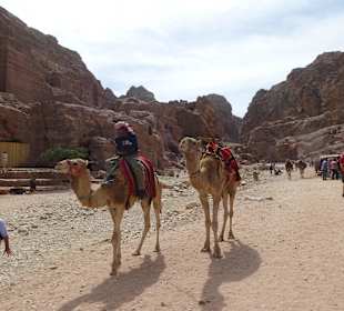 Kamele waren auch vorhanden