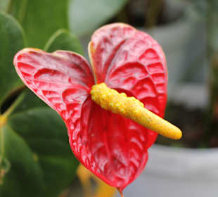 Anathurienplantage