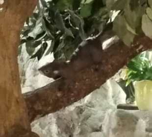 Eichhörnchen auf Baum