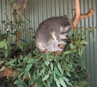 Tolle australische Tiere