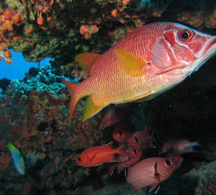 Großaugen Hussarenfisch