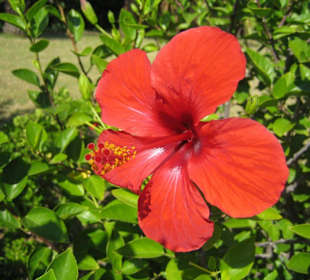 Wunderschöne Blüte