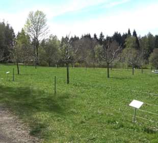 Strauchlehrpfad
