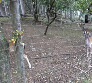 Erlebnisbauernhof und Wildgehege