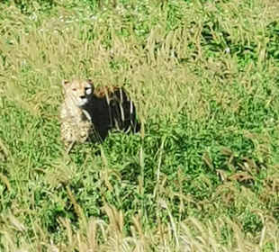 Gepard auf der Suche 