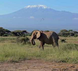 Elefant vor dem Kilimanjaro