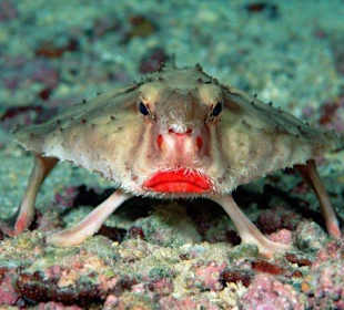 Ein Krebs zum Knutschen