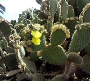 Kakteen-Anlage