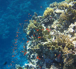 Schnorcheltour Ras Mohamed