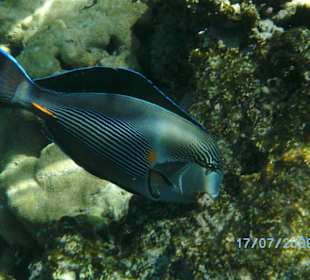 Arabischer Doktorfisch