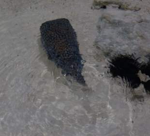 Igelfisch in Wassernot