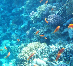 Viele schöne Fische