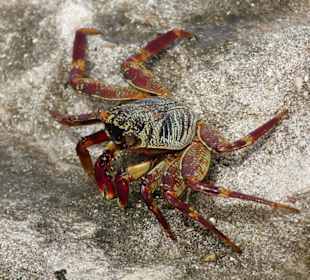 Mr. Krebs ist unterwegs