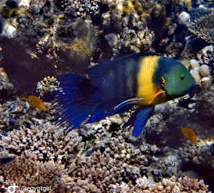 Schnorcheln Hurghada