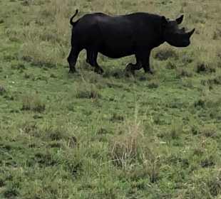 Big5 in 1,5 Stunden gesehen 