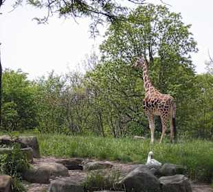 Giraffe