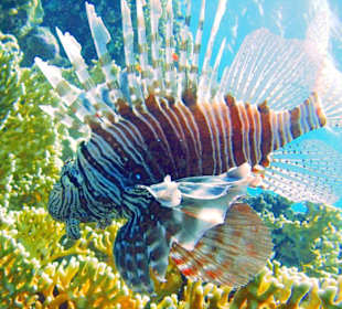 Feuerfisch