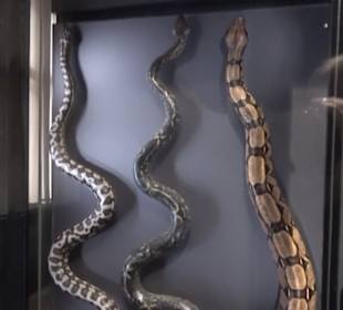 Museum für Naturkunde