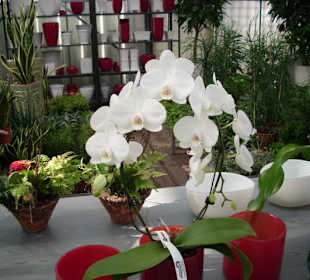 Orchideenrispe