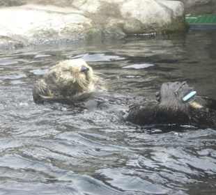 Monterey Bay  Aquarium