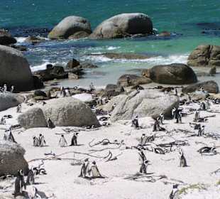 Pinguine am Boulders Beach