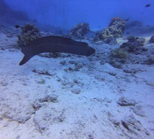 Tauchbasis Ilios Dive Club Steigenberger Al Dau Resort Hurgh