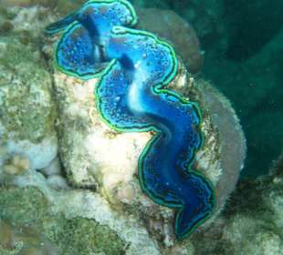 Fast ausgestorbene Muscheln am Hausriff