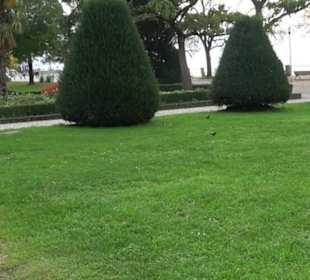 Uferpromenade Friedrichshafen