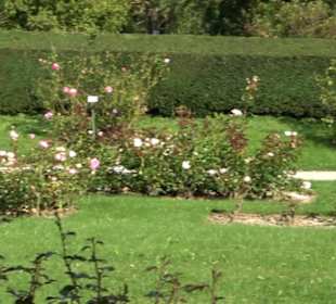 Rosengarten Botanischer Garten