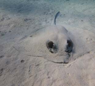 Rochenbesuch während der Delfintour - einmalig!