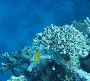 Hausriff Arabia Azur Resort