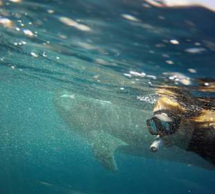 Walhaitauchen - einfach unbeschreiblich!