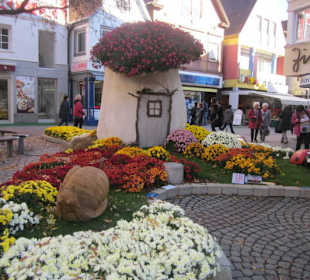 Chrysanthema Lahr