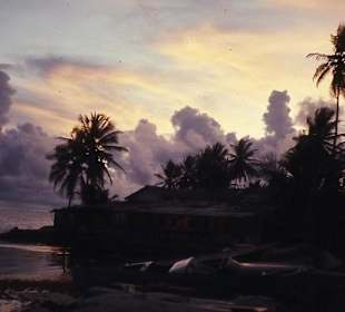 Morgendämmerung unter Palmen