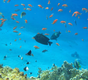 Riffkante mit Fahnenbarschen