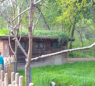 Südamerika Bereich - Katta